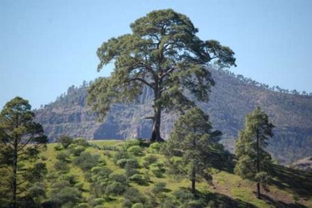 El árbol maldito de Casandra, en Gran Canaria El árbol maldito de Casandra, en Gran Canaria