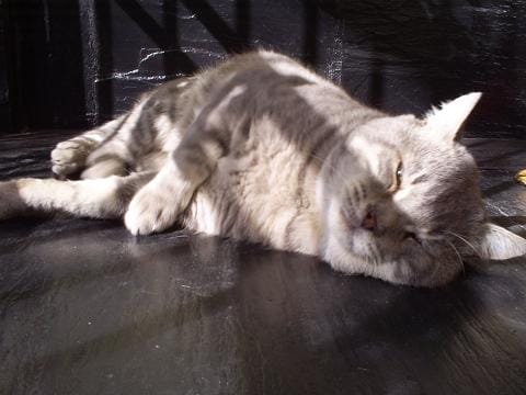 El Rey de los Gatos, la leyenda continua