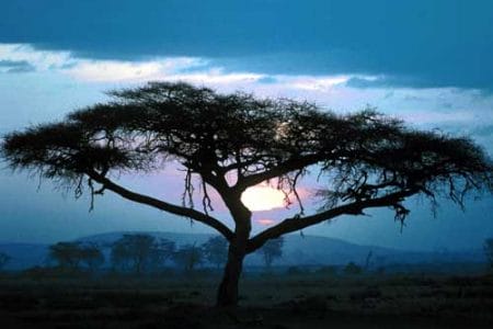 El espíritu del árbol, leyenda de África