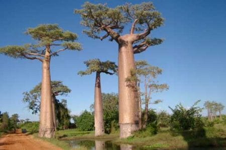 La leyenda africana del Baobab
