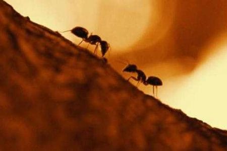 Hormigas en sueños, ¿qué significa?