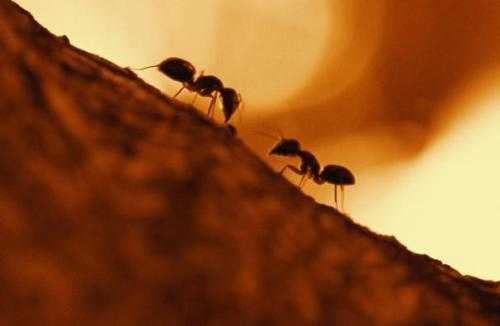 Hormigas en sueños