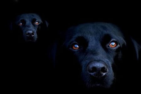 La leyenda de los perros negros